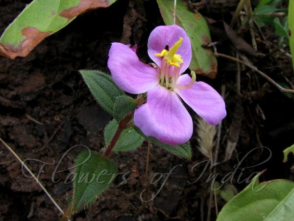 Small-Leaf Osbeckia